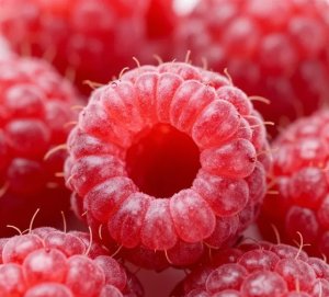 פטל לקוקטייל קלובר